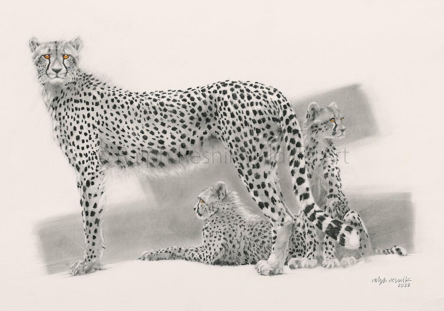 Cheetah Family