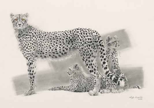 Cheetah Family