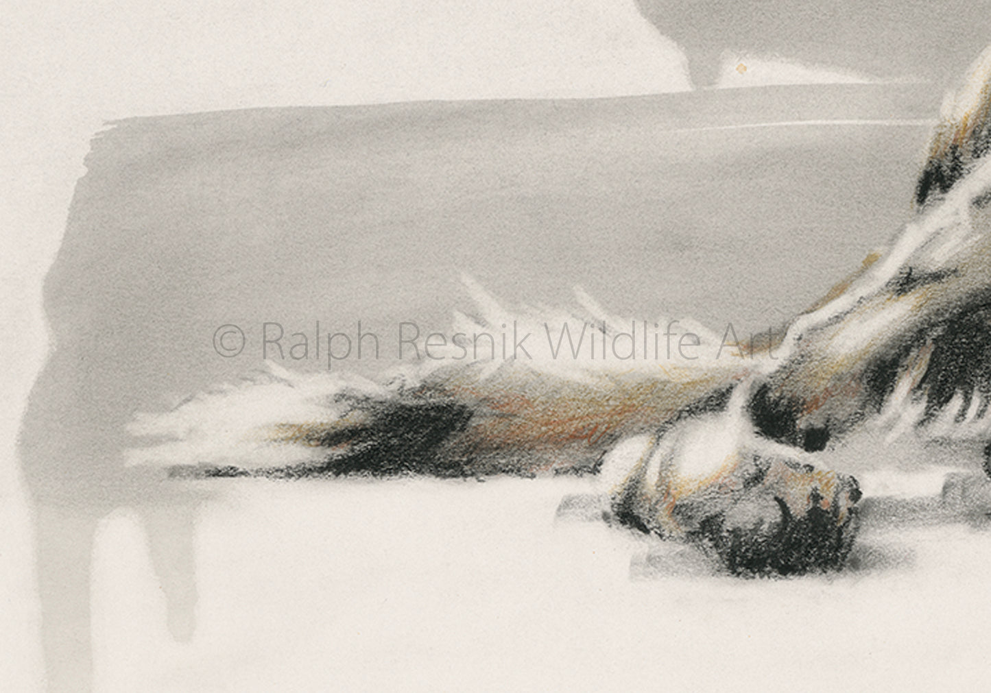 Restful Painted Dog