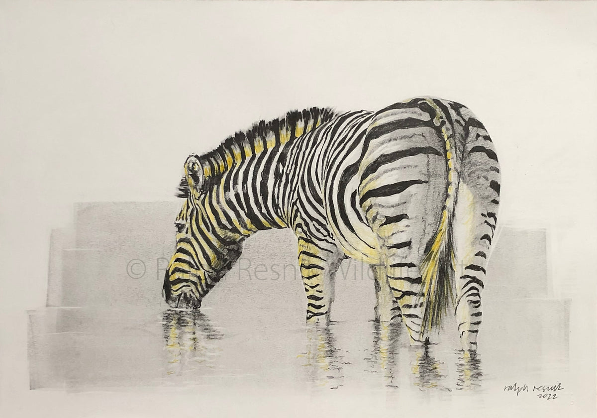 Zebra at Sunset